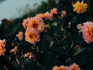 「両親のせいでこの容姿に生まれてしまった」と自分を貶めていた中学生の頃の私へ