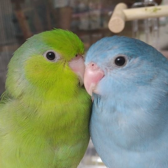 ハートになっちゃった！」仲良しインコが寄り添ったら…奇跡の形に！「縁結び」「色が綺麗」｜まいどなニュース