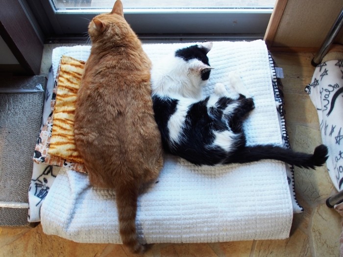 春吉の広くて頼もしい背中