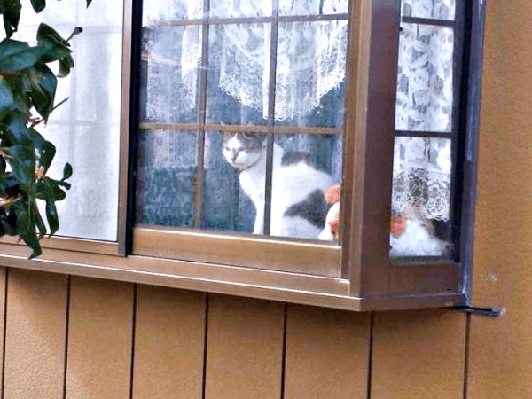 窓辺でニャルソックするみぃ～みぃ～ちゃん（画像提供：みぃ～みぃ～ちゃんとジャミラズさん）