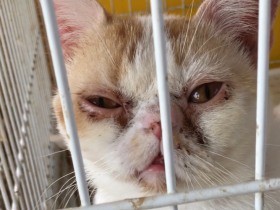 数値規制の「解説書」案、書きぶりに懸念点　これでは猫の酷使は防げない