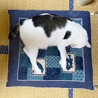 座布団の上でぐっすり眠るしょうたくん（画像提供：きよダブシャインさん）