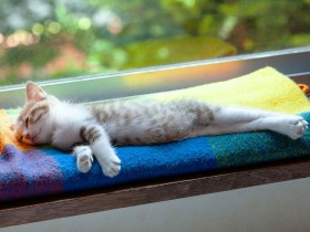 猫のルールを知らない子猫の「ピーヤ」　そこで夫が教育係をかって出た