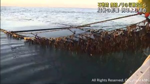 養殖ノリが収穫期を迎える　猛暑の影響で遅れも品質が良い　宮城・石巻湾