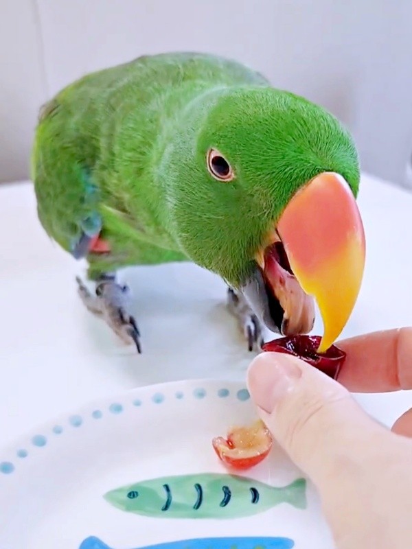 2つ目、アメリカンチェリーを口にするオオハナさん（画像提供：ゴンさん）
