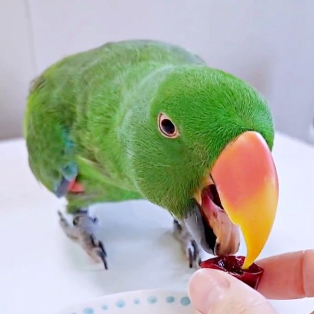 2つ目、アメリカンチェリーを口にするオオハナさん（画像提供：ゴンさん）
