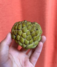 甘くてクリーミーな果肉を持つ南国の果物シャカトウ（さとかつさん提供）