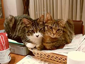 譲渡会で出会った猫「モモる」と「ににに」、楽しく暮らそう　