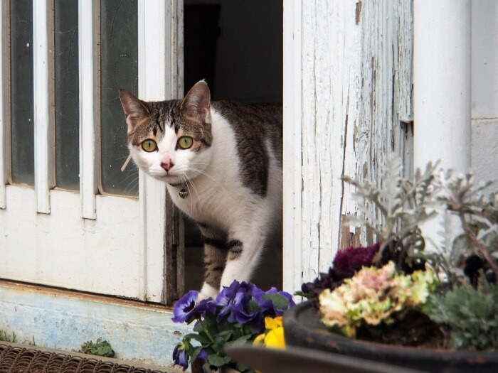 「カラスがいると、外には出ないの」

