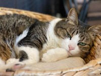 とろ～んとくつろぐ姿も可愛い