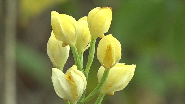 キンラン（ラン科）　香川・小豆島町中山地区