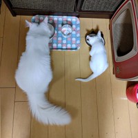 保護から1週間後の様子。（左から）先住猫・つくしちゃん、るるさん（画像提供：あるくきくらげさん）