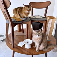 同居猫・はなちゃん（右下）と、コン太くん（椅子の上）（画像提供：とりねゆこさん）