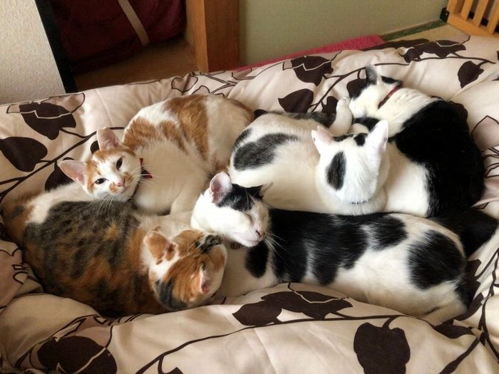 阿智の保護猫こさら(右奥)と、こさらが育てた保護子猫たちの今(写真提供舞香さん)