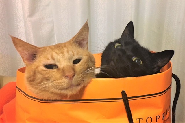 ミカエルくん（左）とソロモンくん（右）は生まれたころから一緒に過ごしています