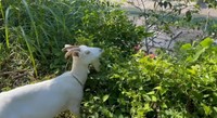 ヤギは草刈りの強い味方（写真提供：YouTubeチャンネル「小さな村で暮らす」さん）