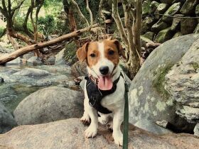 家族みんなでキャンプに来たよ　ジャックラッセルテリア「ラフ」