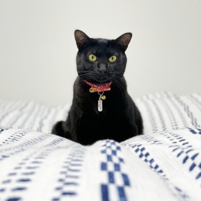 カメラを見つめるくうちゃん（右）（画像提供：hachi_quuさん）