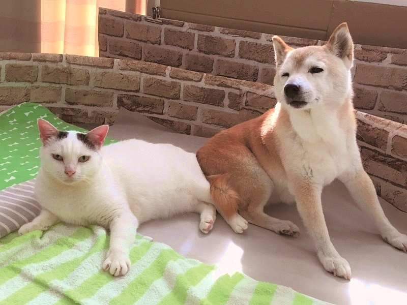 認知症になった老犬と 寄り添い支える猫 ２匹の 愛 の記録 犬 猫との幸せな暮らしのためのペット情報サイト Sippo