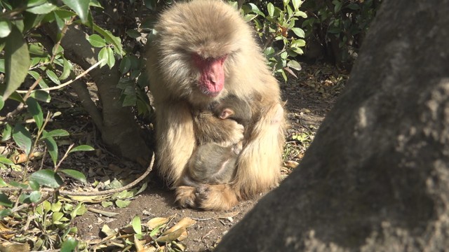 小豆島の「お猿の国」で赤ちゃんザル誕生