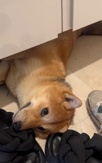 靴箱の下で寝るのがお気に入りの柴犬つくねちゃん（飼い主さん提供、Instagramよりキャプチャ撮影）