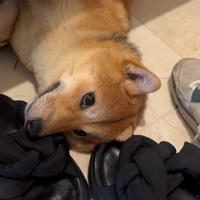 靴箱の下で寝るのがお気に入りの柴犬つくねちゃん（飼い主さん提供、Instagramよりキャプチャ撮影）