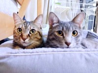 そろって顔をのぞかせる会長（左）と副会長（右）（画像提供：猫、飼い始めましたさん）