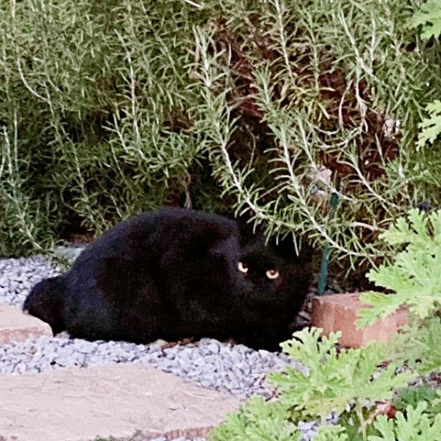 ポストの下で寝そべるかのさん（画像提供：雲母あおさん）