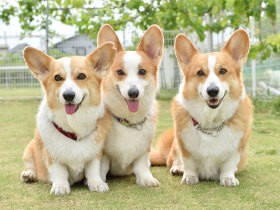 「コギ友」広がるうれしいツール　楽しめて癒やされる投稿系コーギーマガジン発売