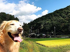 何があっても　ゴールデン「ジョリー」は輝くニコニコ顔