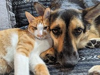 こわもてだけど優しい犬 散歩道で見つけたボロボロの子猫を育て上げて 大親友に 犬 猫との幸せな暮らしのためのペット情報サイト Sippo
