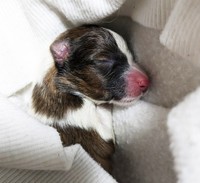 安心してスヤスヤ眠るリツの子犬