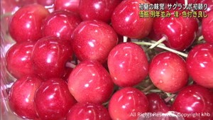 サクランボの初競り　山形県産の佐藤錦や紅秀峰など　仙台市中央卸売市場