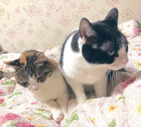 亡き愛猫もーちゃん（右）