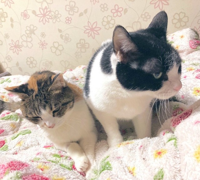 亡き愛猫もーちゃん（右）