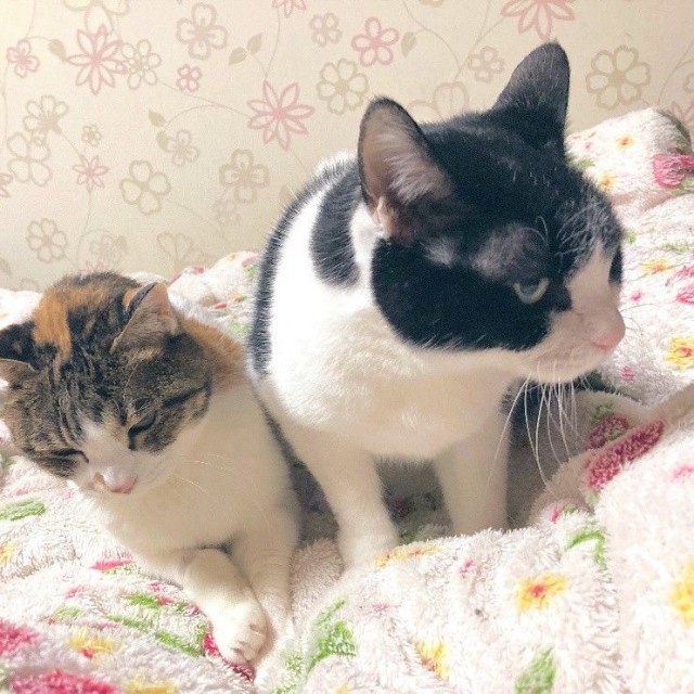 亡き愛猫もーちゃん（右）