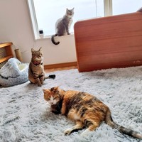 おうちでのびのび過ごすチーちゃん（奥）、幸くん（中央）、福ちゃん（手前）（画像提供：こにゃんゴーさん）