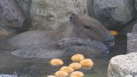 池田動物園　岡山・北区京山