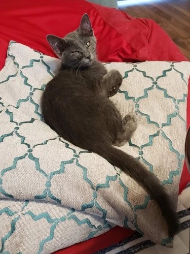 家にきたころの「あん」