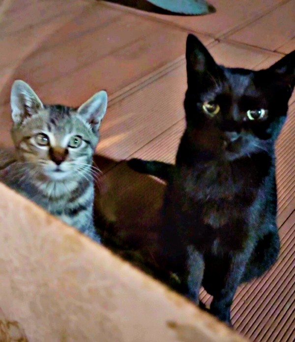 ウッドデッキに現れた（左から）キジトラの子猫とクオンちゃん（画像提供：まぷさん）