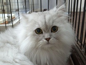 「病気だから」と手放されたペルシャ猫　サイトで家族と出会う