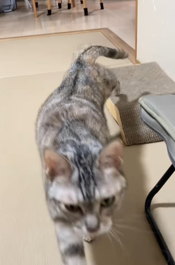 近づいてきた！（レンレンちゃんの飼い主さん提供、Instagramよりキャプチャ撮影）