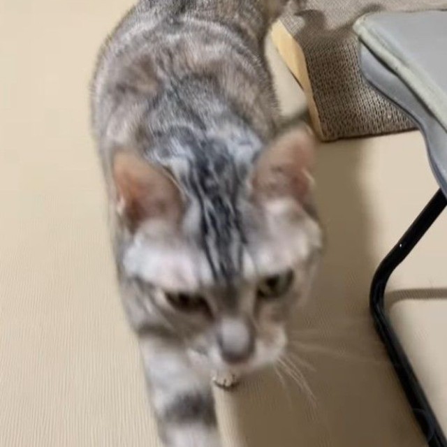 近づいてきた！（レンレンちゃんの飼い主さん提供、Instagramよりキャプチャ撮影）