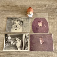 歴代2匹ともシェルティ。右が1代目の子犬時代、左が2代目のマリちゃん（「ずっこ」さん提供）