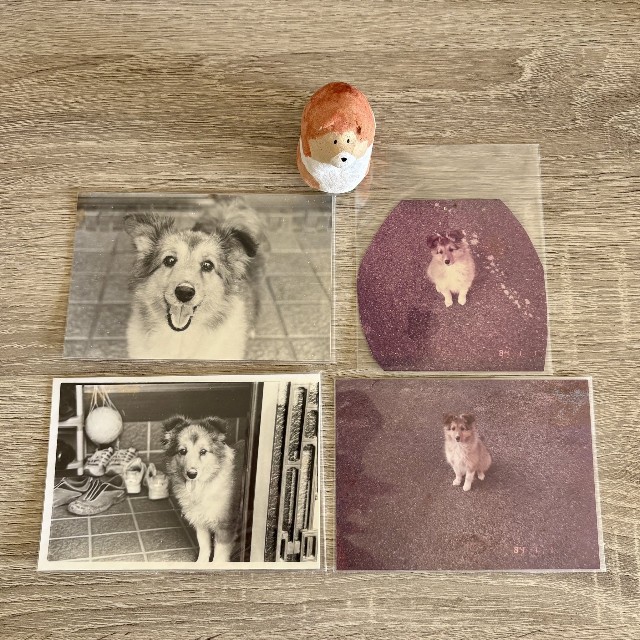 歴代2匹ともシェルティ。右が1代目の子犬時代、左が2代目のマリちゃん（「ずっこ」さん提供）