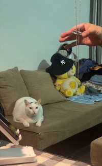 それじゃ落ちちゃうんじゃない？（画像提供：cat_daifuku_vietnamさん）