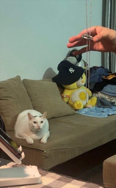 それじゃ落ちちゃうんじゃない？（画像提供：cat_daifuku_vietnamさん）