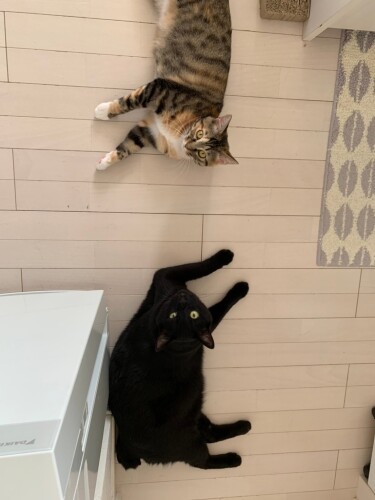 最初はソーシャルディスタンス（ニイノちゃん提供）

