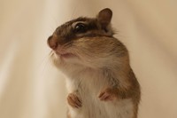 手足の長い超美形リスなんです（ソフィーちゃん）