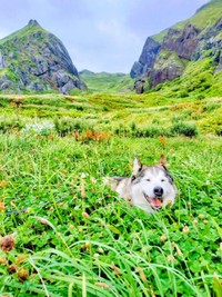 緑豊かな季節も散歩を満喫するハウルくん（画像提供：ゆきまるさん）